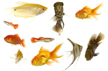 Aquarium fish on white background clipart