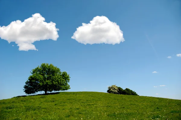 Дерево на холме с облаками — стоковое фото