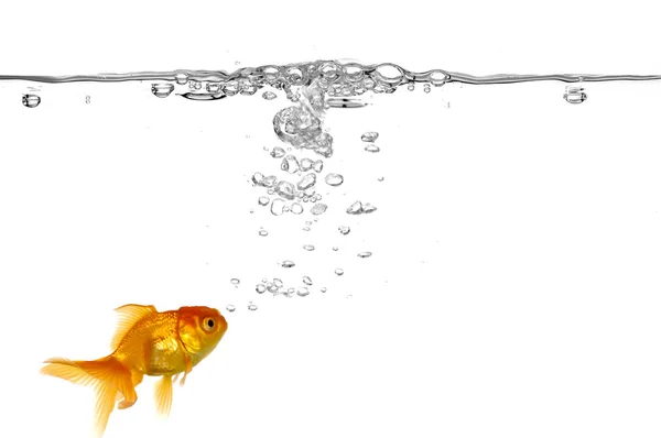 Goldfish and air bubbles — Stock Photo, Image