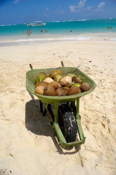 Coconuts for sale on exotic beach — Stock Photo, Image