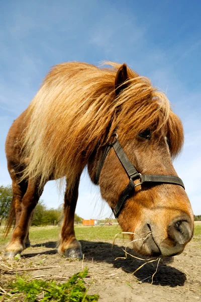 馬が食糧を食べています。 — ストック写真