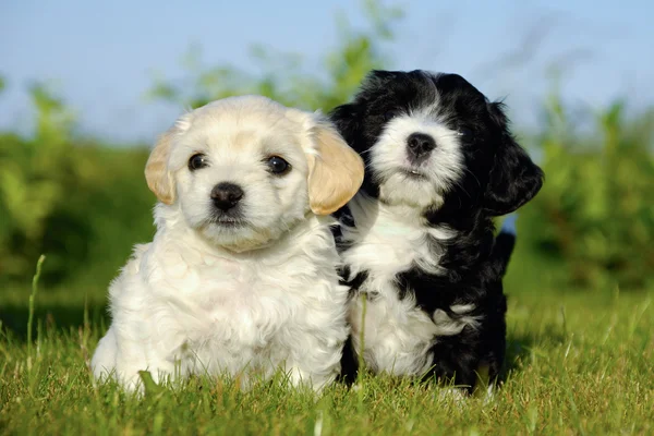 黑色和白色的小狗 — 图库照片