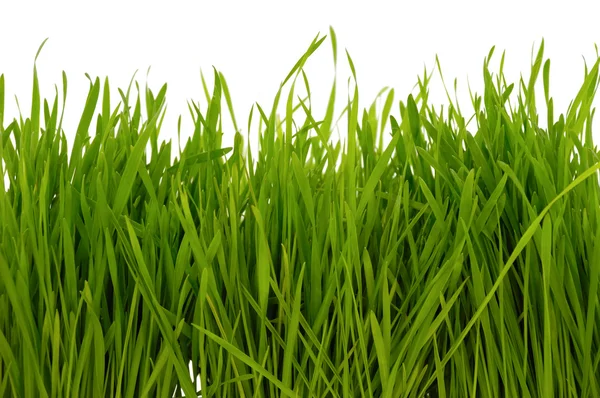 Gras auf weißem Hintergrund — Stockfoto