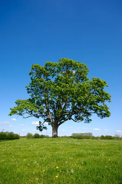 Träd, grönt gräs och blå himmel — Stockfoto