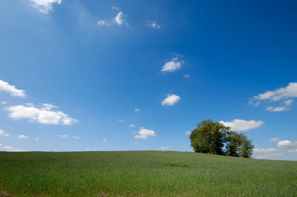 Landscape with a tree — Stock Photo, Image