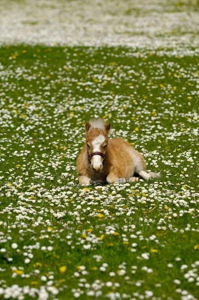 Horse foal is resting on meadow — Stock Photo, Image