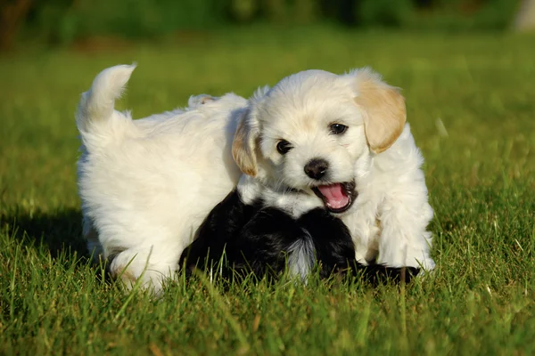 Puppies are fighting and playing — Stock Photo, Image