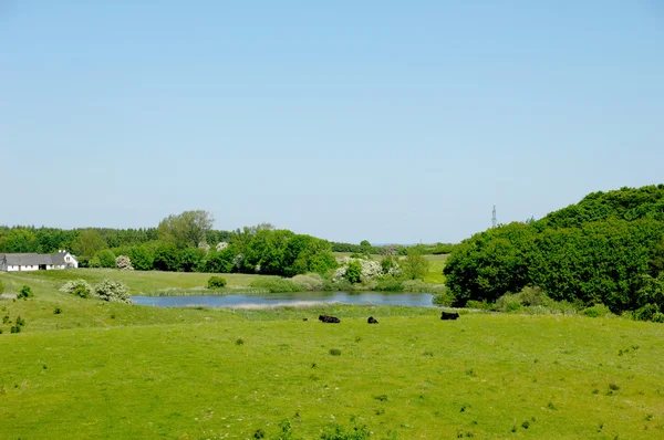 Krávy, jezero a farma — Stock fotografie