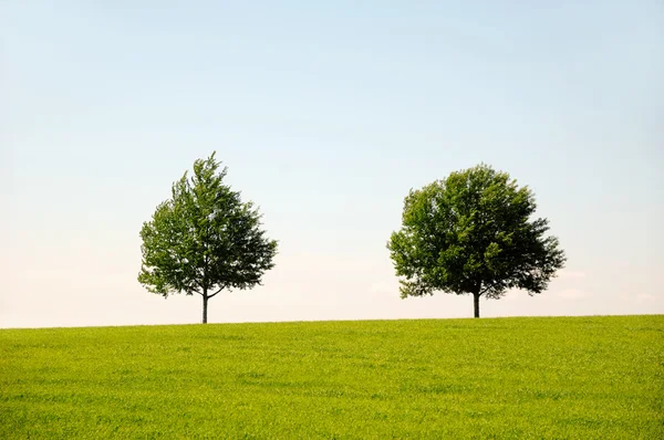 Landschaft mit zwei Bäumen — Stockfoto