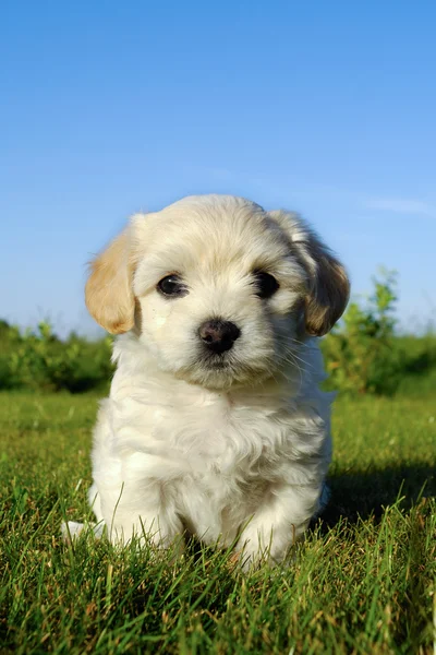 Cão-cachorro Bichon Havanais — Fotografia de Stock