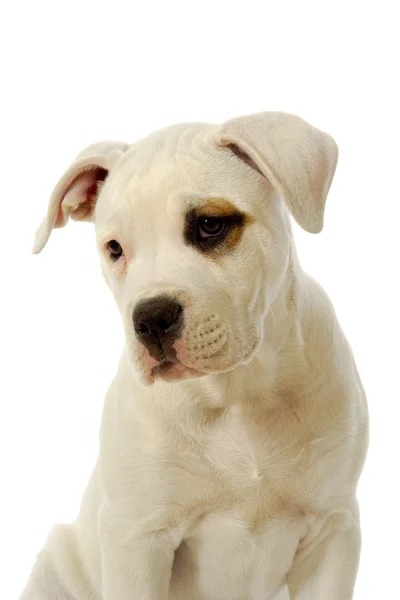 Perro cachorro triste —  Fotos de Stock