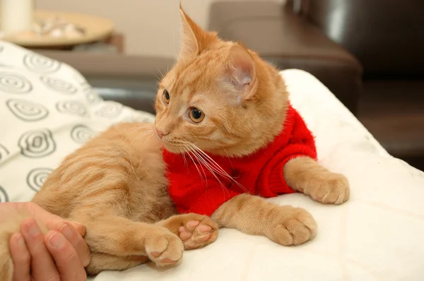 Kotek i czerwony sweter — Zdjęcie stockowe