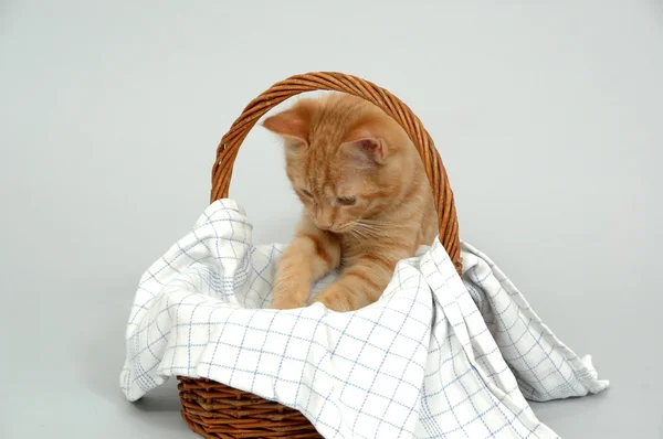 Kotě a košík — Stock fotografie