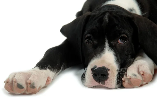 安静時のグレートデーンの子犬 — ストック写真