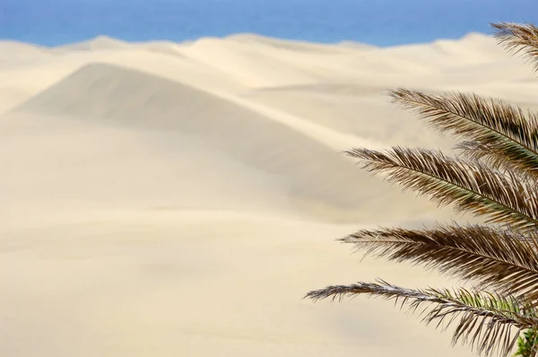 Palm en zandduinen — Stockfoto
