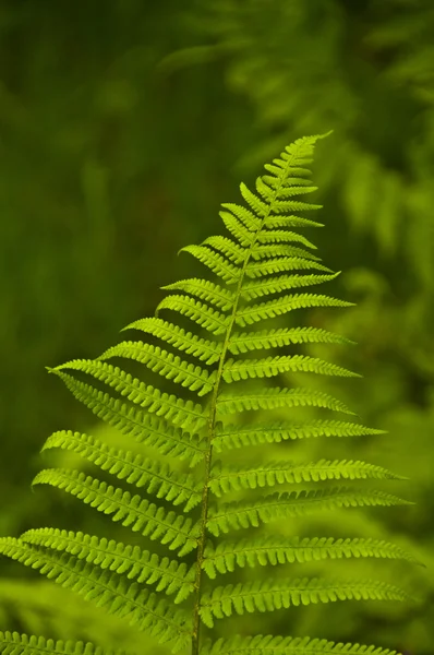 stock image Fern Leaf