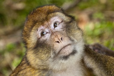 Face of Barbary Macaque clipart