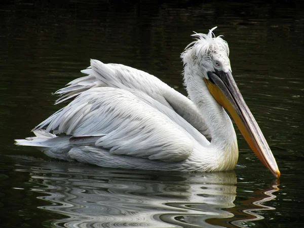 Kudrnaté pelikán — Stock fotografie