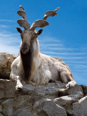 Markhor lying on a rock clipart