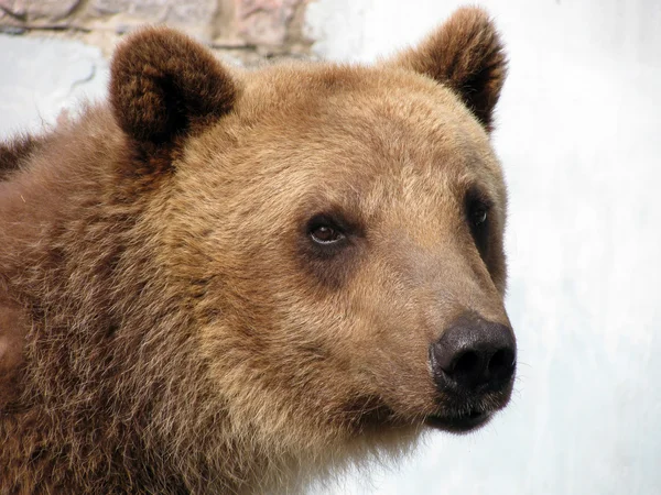 stock image Portrait of bear