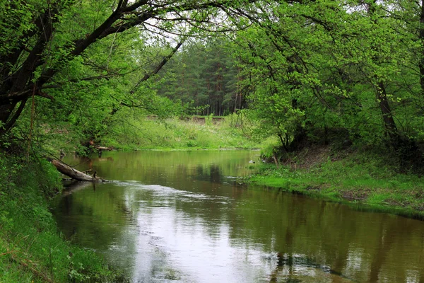 stock image River in forest