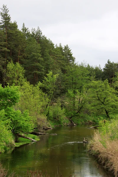 Forest near a river — Stock Photo, Image