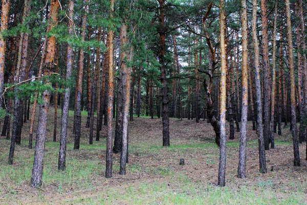 Foresta di conifere — Foto Stock