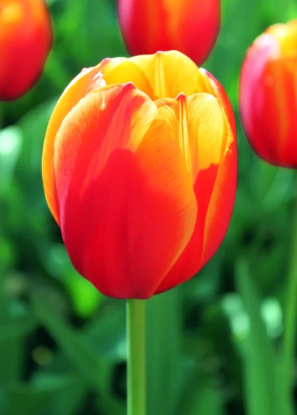 Detailní záběr Tulipán — Stock fotografie