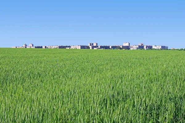 Town behind wheat field — Stock Photo, Image