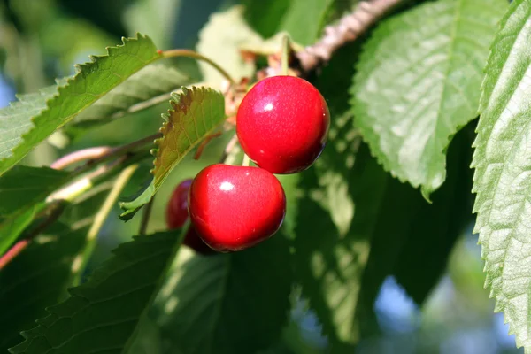 stock image Cherry tree