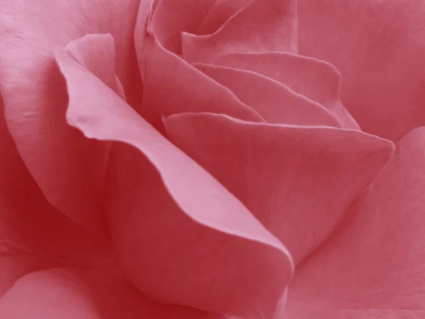 Ruusun terälehdet — kuvapankkivalokuva