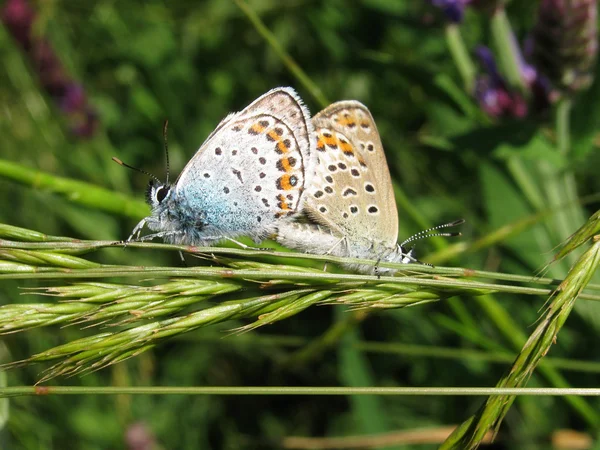 잔디 2 나비 — 스톡 사진