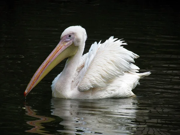 stock image Pelican