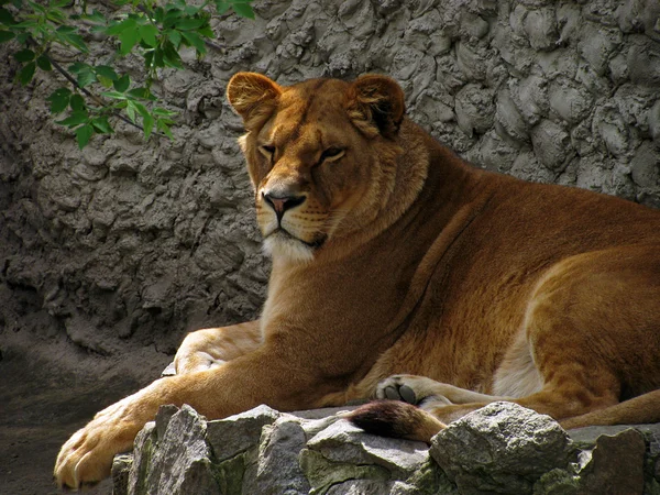 stock image Lioness