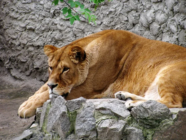 Üzgün dişi aslan — Stok fotoğraf