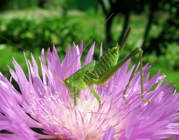 stock image Grasshopper on flower