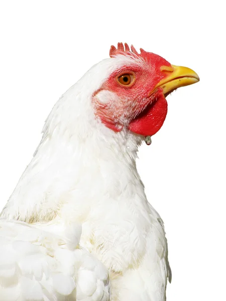 ブロイラー鶏の肖像画 — ストック写真