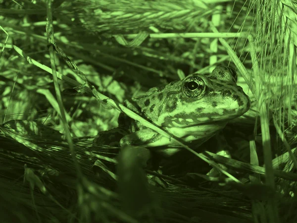 Frog in a grass — Stock Photo, Image