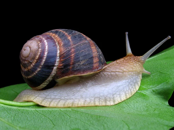 Snail on a green leaf — Stock Photo, Image