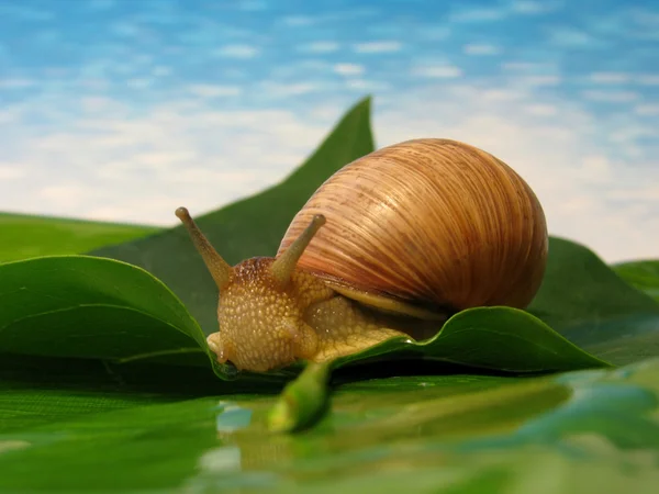 Snail on a green leaf — Stock Photo, Image