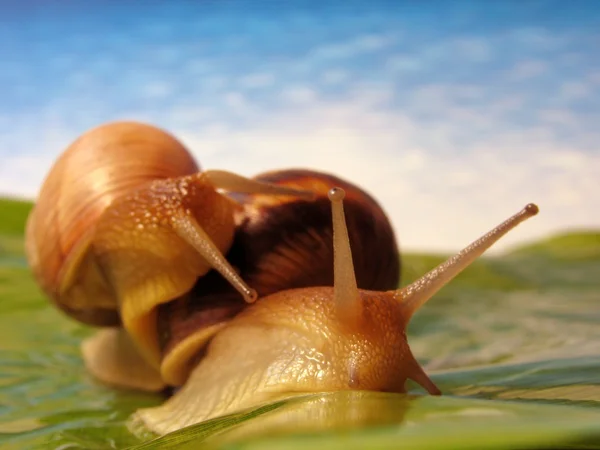 Two funny snails — Stock Photo, Image