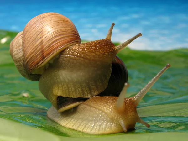 Snail climb up another — Stock Photo, Image