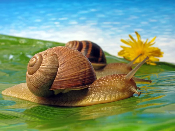 两只蜗牛 — 图库照片