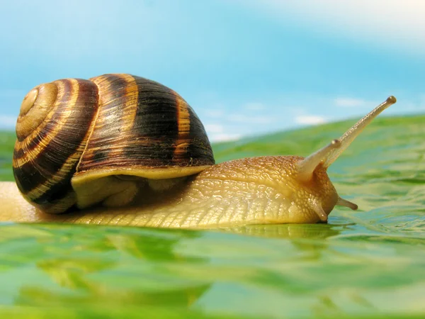 在一片草地上的蜗牛 — 图库照片