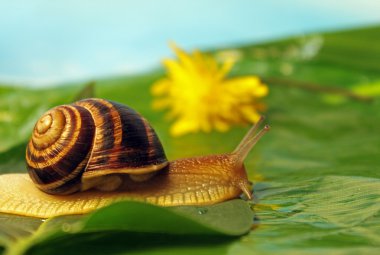 Snail on a meadow clipart