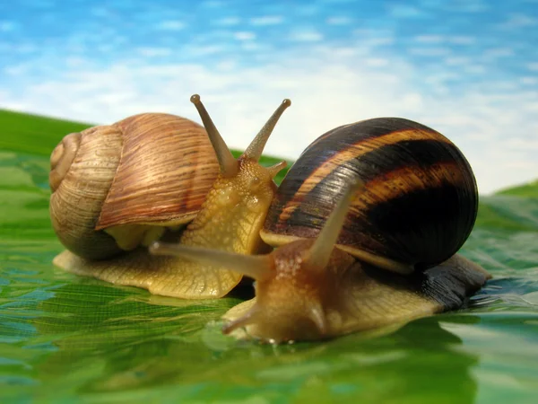 World of snails — Stock Photo, Image