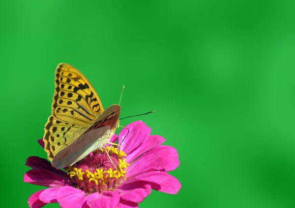 Бабочка сидит на цветке — стоковое фото