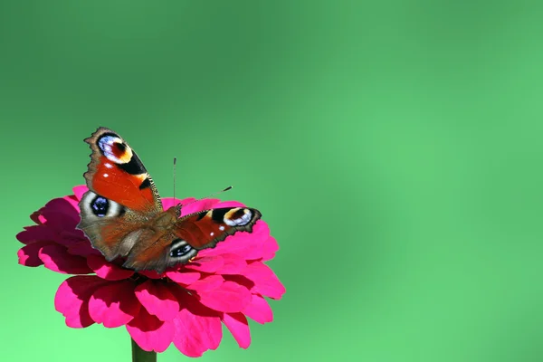 Emerald background with butterfly — Stock Photo, Image