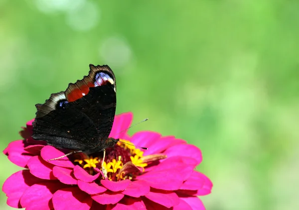 Borboleta em flor — Fotografia de Stock