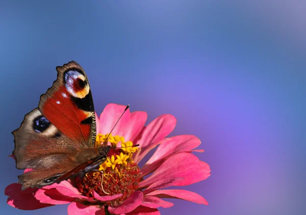 Kelebek çiçeğin üzerinde oturuyor — Stok fotoğraf